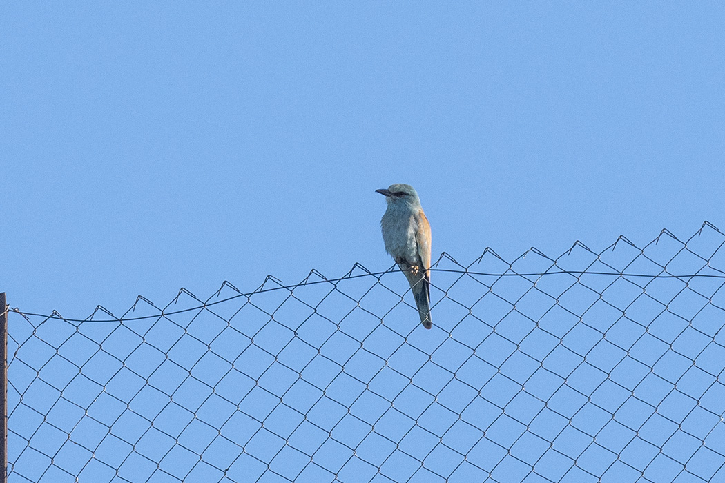 European Roller